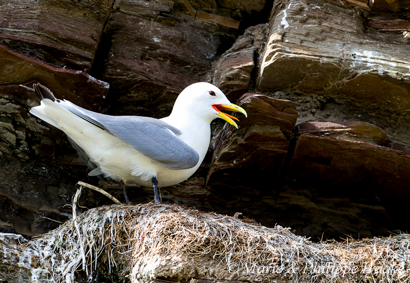 Mouette tridactyle 6601.jpg - Mouette tridactyle, Rissa tridactyla, Black-legged Kittiwake (Ekkeroy, Norvège, juin 2012)
